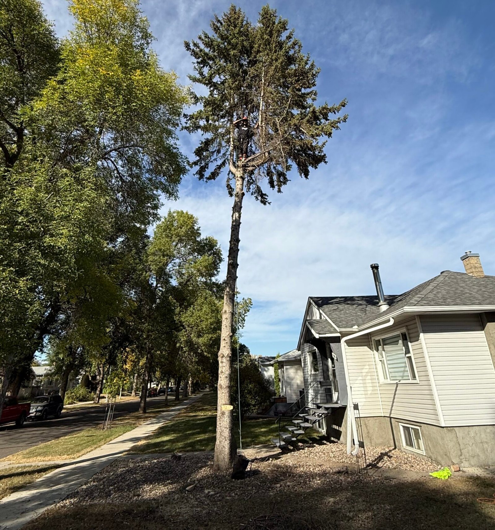 Alphy Tree Home - Alpha Tree Services